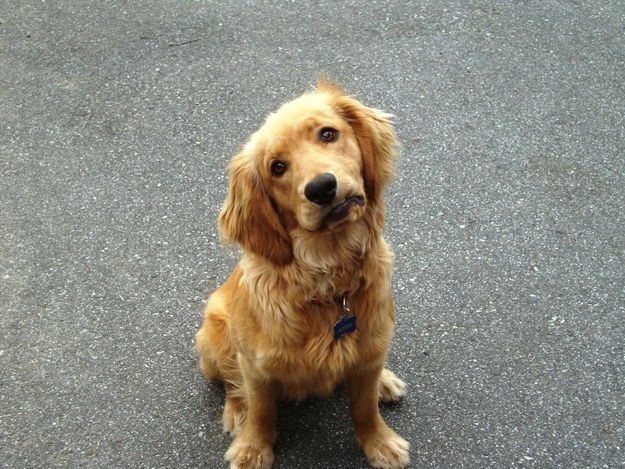 Hayatı Anlamaya Çalışan 18 Meraklı Yavru Köpek 14